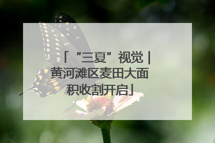 “三夏”视觉｜黄河滩区麦田大面积收割开启