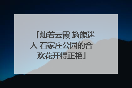 灿若云霞 旖旎迷人 石家庄公园的合欢花开得正艳