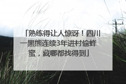 熟练得让人惊讶！四川一黑熊连续3年进村偷蜂蜜，藏哪都找得到