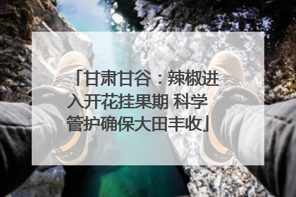 甘肃甘谷：辣椒进入开花挂果期 科学管护确保大田丰收
