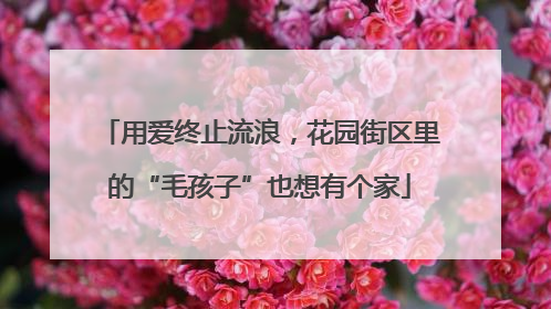 用爱终止流浪，花园街区里的“毛孩子”也想有个家