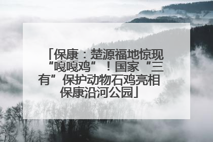 保康：楚源福地惊现“嘎嘎鸡”！国家“三有”保护动物石鸡亮相保康沿河公园