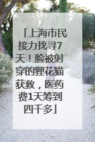 上海市民接力找寻7天！脸被射穿的狸花猫获救，医药费1天筹到四千多