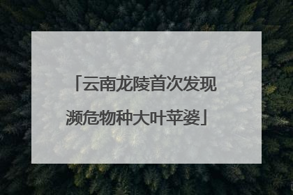 云南龙陵首次发现濒危物种大叶苹婆