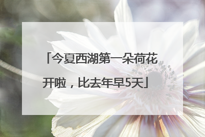 今夏西湖第一朵荷花开啦，比去年早5天