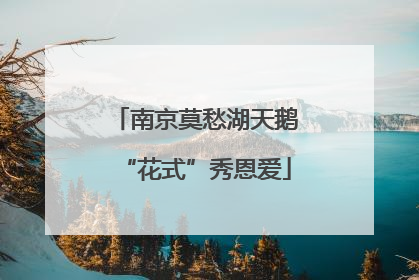 南京莫愁湖天鹅“花式”秀恩爱