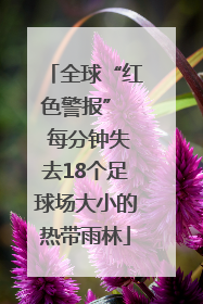 全球“红色警报”  每分钟失去18个足球场大小的热带雨林
