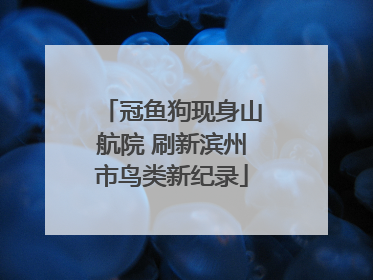 冠鱼狗现身山航院 刷新滨州市鸟类新纪录