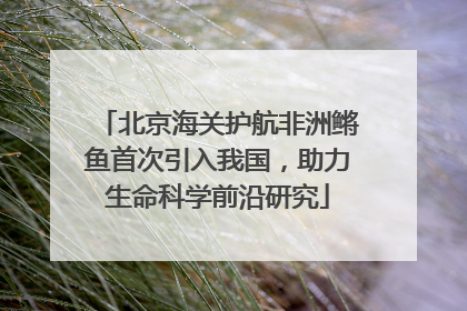 北京海关护航非洲鳉鱼首次引入我国，助力生命科学前沿研究