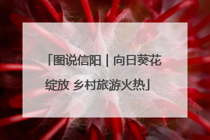 图说信阳｜向日葵花绽放 乡村旅游火热