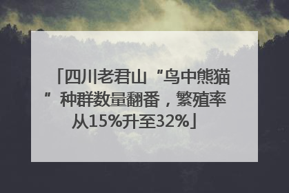 四川老君山“鸟中熊猫”种群数量翻番，繁殖率从15%升至32%