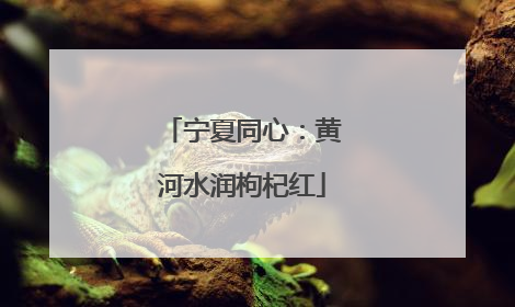 宁夏同心：黄河水润枸杞红