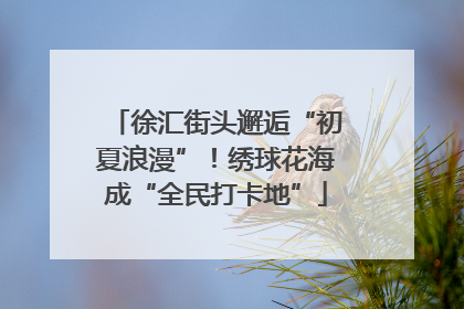 徐汇街头邂逅“初夏浪漫”！绣球花海成“全民打卡地”