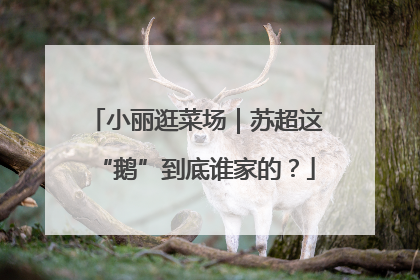 小丽逛菜场｜苏超这“鹅”到底谁家的？