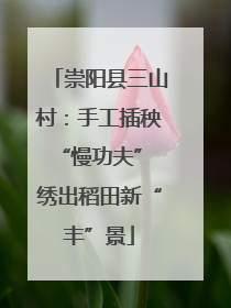 崇阳县三山村：手工插秧“慢功夫” 绣出稻田新“丰”景