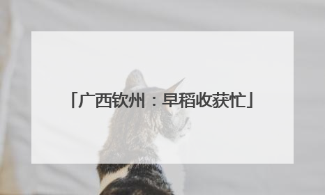 广西钦州：早稻收获忙