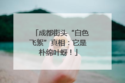 成都街头“白色飞絮”真相：它是朴绵叶蚜！