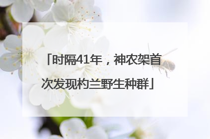 时隔41年，神农架首次发现杓兰野生种群