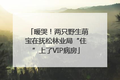 暖哭！两只野生萌宝在抚松林业局“住”上了VIP病房