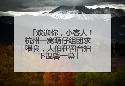 欢迎你，小客人！杭州一窝萌仔组团求喂食，大伯在窗台拍下温馨一幕