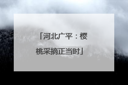 河北广平：樱桃采摘正当时