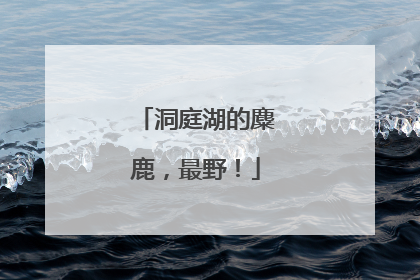 洞庭湖的麋鹿，最野！