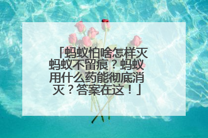 蚂蚁怕啥怎样灭蚂蚁不留痕？蚂蚁用什么药能彻底消灭？答案在这！