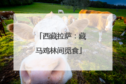 西藏拉萨：藏马鸡林间觅食