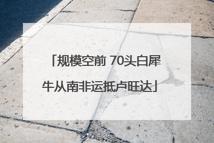 规模空前 70头白犀牛从南非运抵卢旺达
