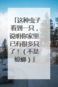 这种虫子看到一只，说明你家里已有很多只了！（不是蟑螂）