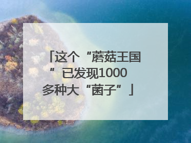 这个“蘑菇王国”已发现1000多种大“菌子”