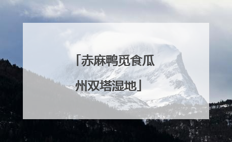 赤麻鸭觅食瓜州双塔湿地