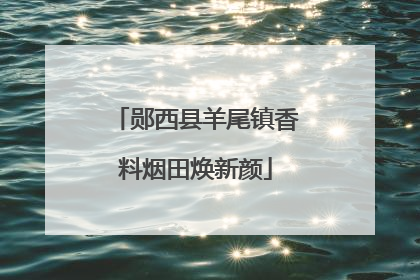 郧西县羊尾镇香料烟田焕新颜