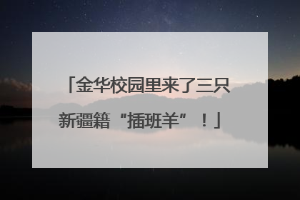 金华校园里来了三只新疆籍“插班羊”！