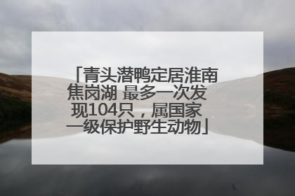 青头潜鸭定居淮南焦岗湖 最多一次发现104只，属国家一级保护野生动物