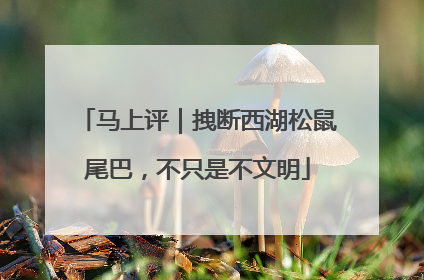 马上评｜拽断西湖松鼠尾巴，不只是不文明