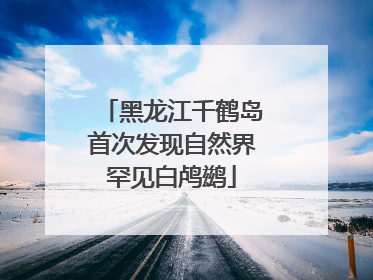 黑龙江千鹤岛首次发现自然界罕见白鸬鹚