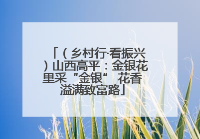 （乡村行·看振兴）山西高平：金银花里采“金银” 花香溢满致富路